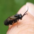 Symphyta