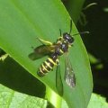 Cerceris