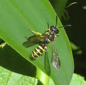 Genus Cerceris (Typical Weevil Wasps and Allies)