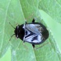 Miridae