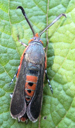 Eichlinia cucurbitae (Squash Vine Borer)
