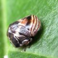 Clastoptera obtusa