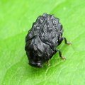 Chrysomelidae