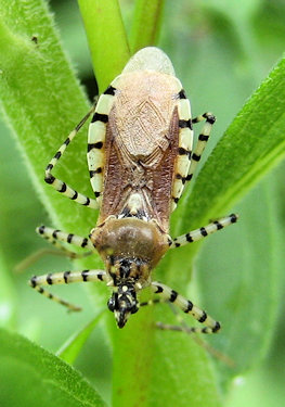 Pselliopus cinctus (Ringed Assassin Bug)