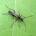 Strangalia acuminata