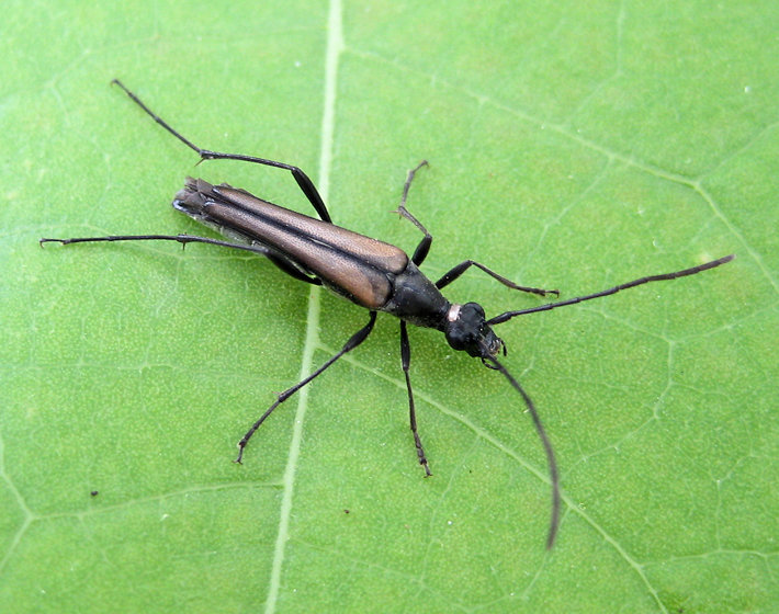 Strangalia acuminata