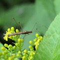 Berytidae