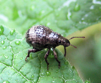 Myosides seriehispidus (Hair-banded Broad-nosed Weevil)