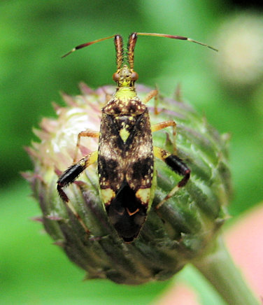 Neurocolpus jessiae