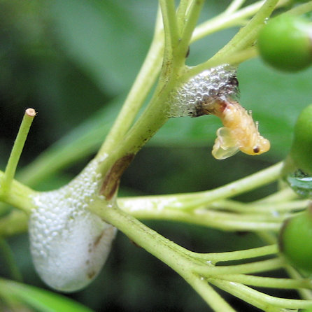 Family Clastopteridae (Clastopterid Spittlebugs)
