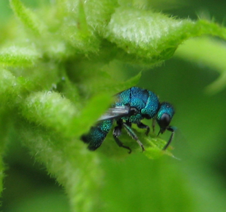 Family Chrysididae (Cuckoo Wasps)