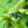 Chrysididae