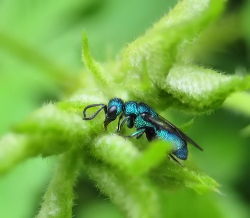 Family Chrysididae (Cuckoo Wasps)