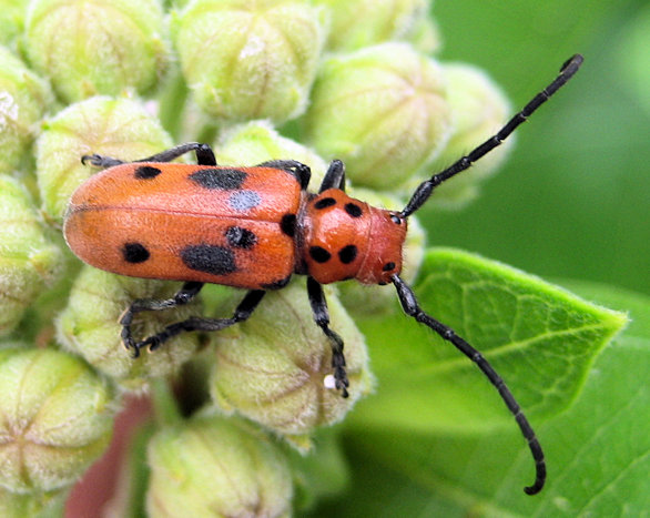 Tetraopes tetrophthalmus (Eastern Milkweed Longhorn Beetle)