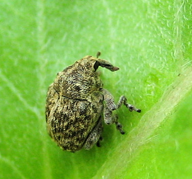 Family Curculionidae (True Weevils)