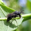 Hylaeus