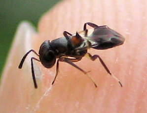 Genus Encyrtus
