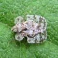 Tingidae