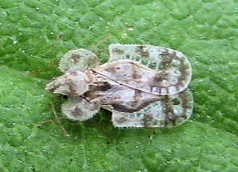 Family Tingidae (Lace Bugs)
