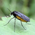 Sciaridae