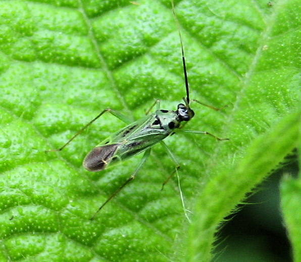 Ilnacora malina (Green Plant Bug)