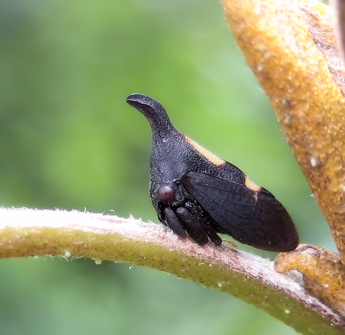 Genus Enchenopa