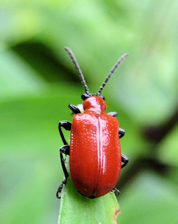 Lilioceris lilii (Lily Leaf Beetle)