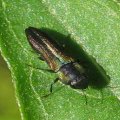 Agrilaxia flavimana