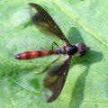 Ocyptamus fuscipennis