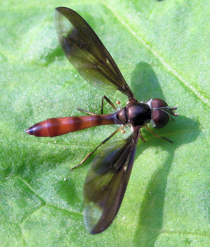 Ocyptamus fuscipennis (Dusky-winged Hover Fly)