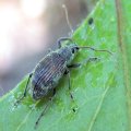 Cyrtepistomus castaneus