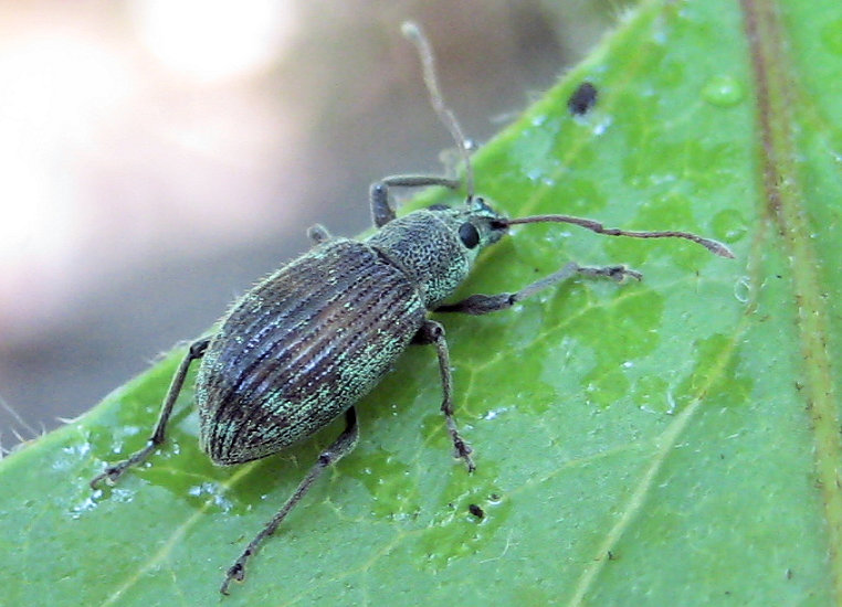 Cyrtepistomus castaneus (Asiatic Oak Weevil)