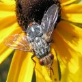 Tachinidae