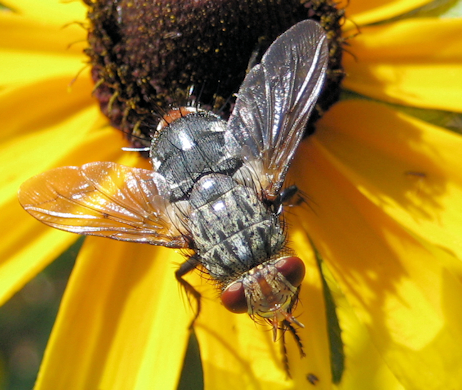 Family Tachinidae (Bristle Flies)
