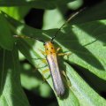 Oberea tripunctata