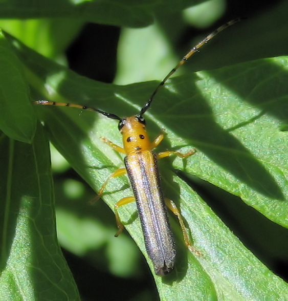 Oberea tripunctata (Dogwood Twig Borer)