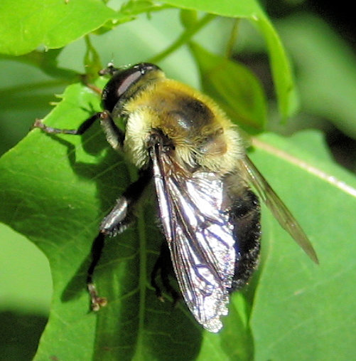 Mallota posticata (Hairy-eyed Bee-mimic Fly)