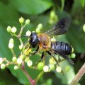 Megachile sculpturalis