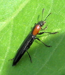 Family Erotylidae (Pleasing Fungus Beetles)