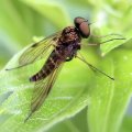 Chrysopilus fasciatus