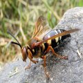 Sphecius speciosus