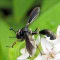 Conopidae