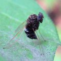 Chrysopilus basilaris