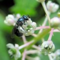 Anthophila