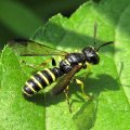 Crabronidae