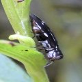 Buprestidae