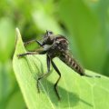 Asilidae