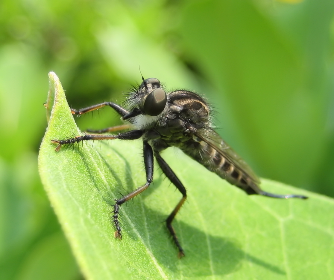 Family Asilidae (Robber Flies)