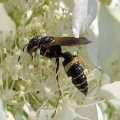 Philanthus gibbosus