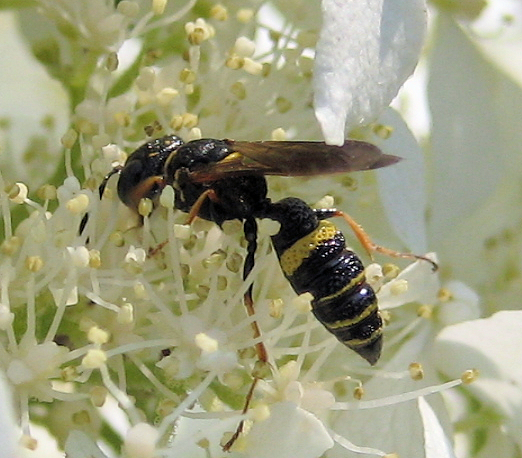 Philanthus gibbosus (Hump-backed Beewolf)